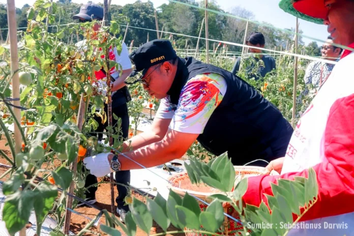 Panen Raya Cabai dan Tomat Di Bengkilu: Bupati Apresiasi Kerja Keras Petani