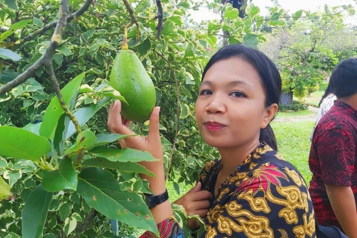 Alpukat Lilin Sinka Ternyata Dari Singkawang