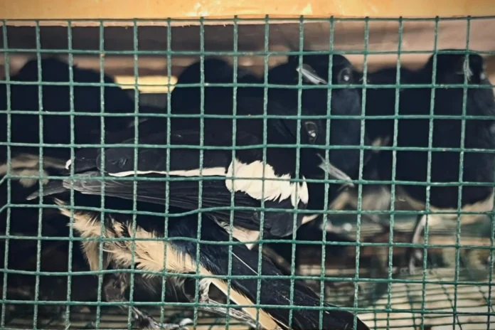 700 Ekor Burung Digagalkan Penyelundupannya