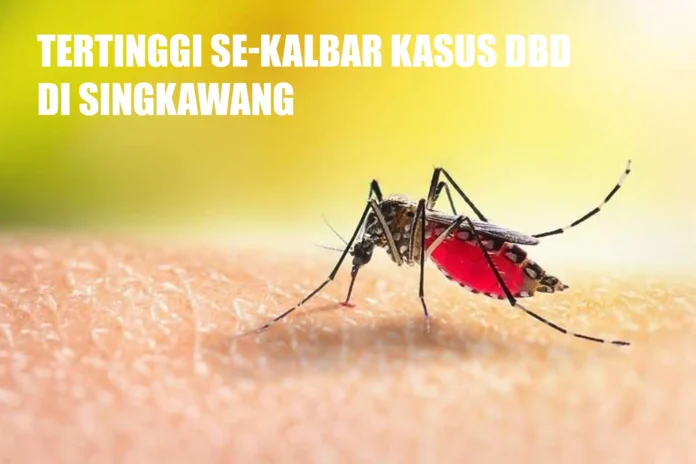 Tertinggi se-Kalbar Kasus DBD di Singkawang