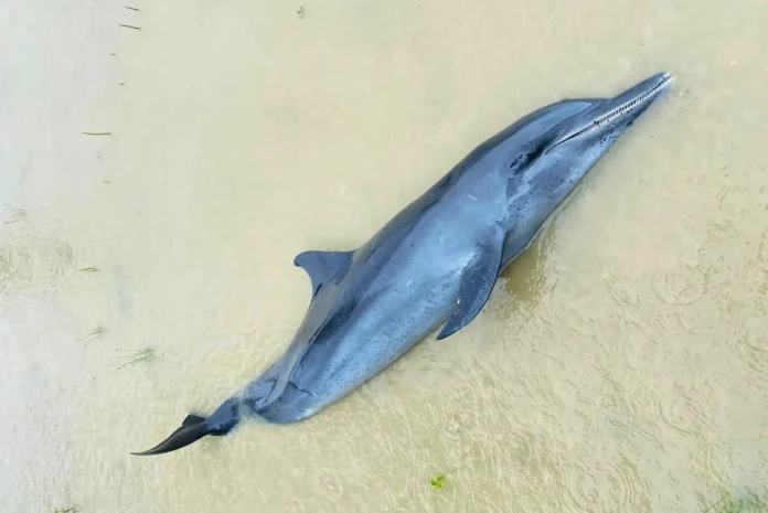 Warga Mantibar Menemukan Lumba-Lumba Terdampar, Sudah Mati