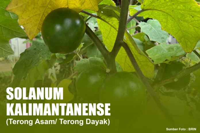 BRIN di Protes Soal Postingan Solanum Kalimantanense